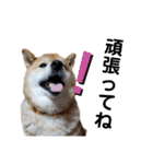 柴犬ろろちゃん（個別スタンプ：6）