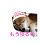柴犬ろろちゃん（個別スタンプ：7）