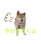 柴犬ろろちゃん（個別スタンプ：8）