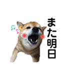 柴犬ろろちゃん（個別スタンプ：9）