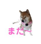 柴犬ろろちゃん（個別スタンプ：10）