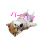 柴犬ろろちゃん（個別スタンプ：11）