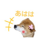 柴犬ろろちゃん（個別スタンプ：12）