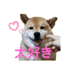 柴犬ろろちゃん（個別スタンプ：13）