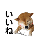 柴犬ろろちゃん（個別スタンプ：14）