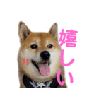 柴犬ろろちゃん（個別スタンプ：15）