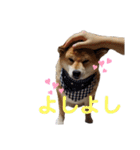 柴犬ろろちゃん（個別スタンプ：16）