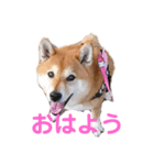 スマイル★さくら（個別スタンプ：1）