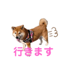 スマイル★さくら（個別スタンプ：5）
