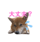 スマイル★さくら（個別スタンプ：8）