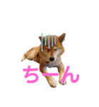 スマイル★さくら（個別スタンプ：11）