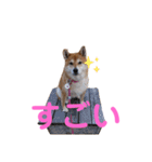 スマイル★さくら（個別スタンプ：13）