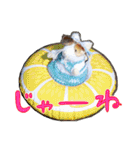 NEZUMI HOUSEの仲間たち 2（個別スタンプ：20）