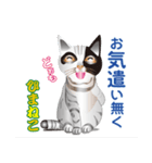 ひまねこ にゃん左衛門4（個別スタンプ：9）