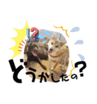 チョコラブ チョコ＆ダルメシアン ダル（個別スタンプ：3）