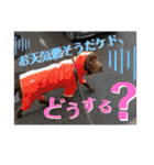 チョコラブ チョコ＆ダルメシアン ダル（個別スタンプ：14）