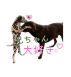 チョコラブ チョコ＆ダルメシアン ダル（個別スタンプ：22）