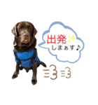 チョコラブ チョコ＆ダルメシアン ダル（個別スタンプ：23）