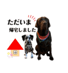 チョコラブ チョコ＆ダルメシアン ダル（個別スタンプ：24）