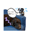 チョコラブ チョコ＆ダルメシアン ダル（個別スタンプ：27）