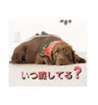 チョコラブ チョコ＆ダルメシアン ダル（個別スタンプ：30）