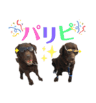 チョコラブ チョコ＆ダルメシアン ダル（個別スタンプ：33）