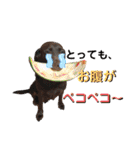チョコラブ チョコ＆ダルメシアン ダル（個別スタンプ：38）