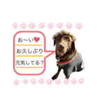 チョコラブ チョコ＆ダルメシアン ダル（個別スタンプ：40）
