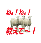 動物好きの写真スタンプ（個別スタンプ：4）