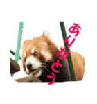 動物好きの写真スタンプ（個別スタンプ：7）