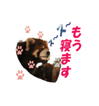 動物好きの写真スタンプ（個別スタンプ：10）