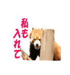 動物好きの写真スタンプ（個別スタンプ：12）