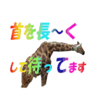 動物好きの写真スタンプ（個別スタンプ：20）