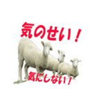 動物好きの写真スタンプ（個別スタンプ：21）
