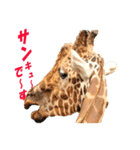 動物好きの写真スタンプ（個別スタンプ：22）