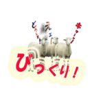 動物好きの写真スタンプ（個別スタンプ：24）