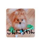 あずきのいる生活（個別スタンプ：1）