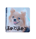 あずきのいる生活（個別スタンプ：2）