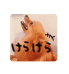 あずきのいる生活（個別スタンプ：3）