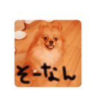 あずきのいる生活（個別スタンプ：4）