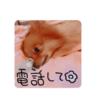 あずきのいる生活（個別スタンプ：5）