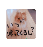 あずきのいる生活（個別スタンプ：6）