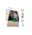 シーズーちょこちゃん ②（個別スタンプ：13）