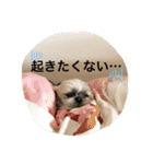 シーズーちょこちゃん ②（個別スタンプ：14）