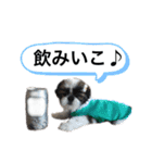 シーズーちょこちゃん ②（個別スタンプ：20）