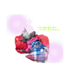 wanko③チャイクレ くるみ（個別スタンプ：3）