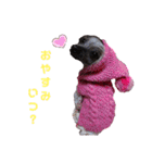 wanko③チャイクレ くるみ（個別スタンプ：8）