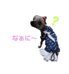 wanko③チャイクレ くるみ（個別スタンプ：22）