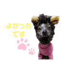 wanko③チャイクレ くるみ（個別スタンプ：31）