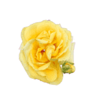 シンプルなバラの花スタンプ（個別スタンプ：1）